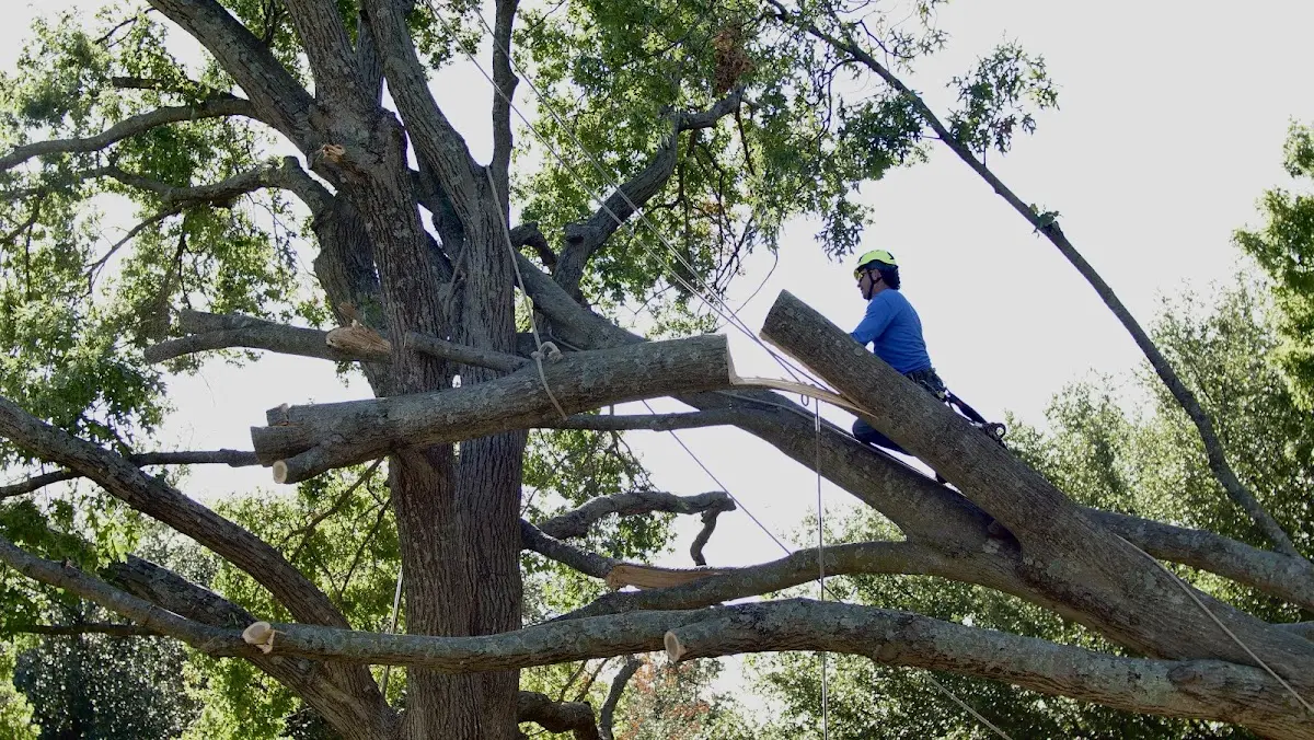 Professional Crown Thinning performed by certified arborists in Eminence