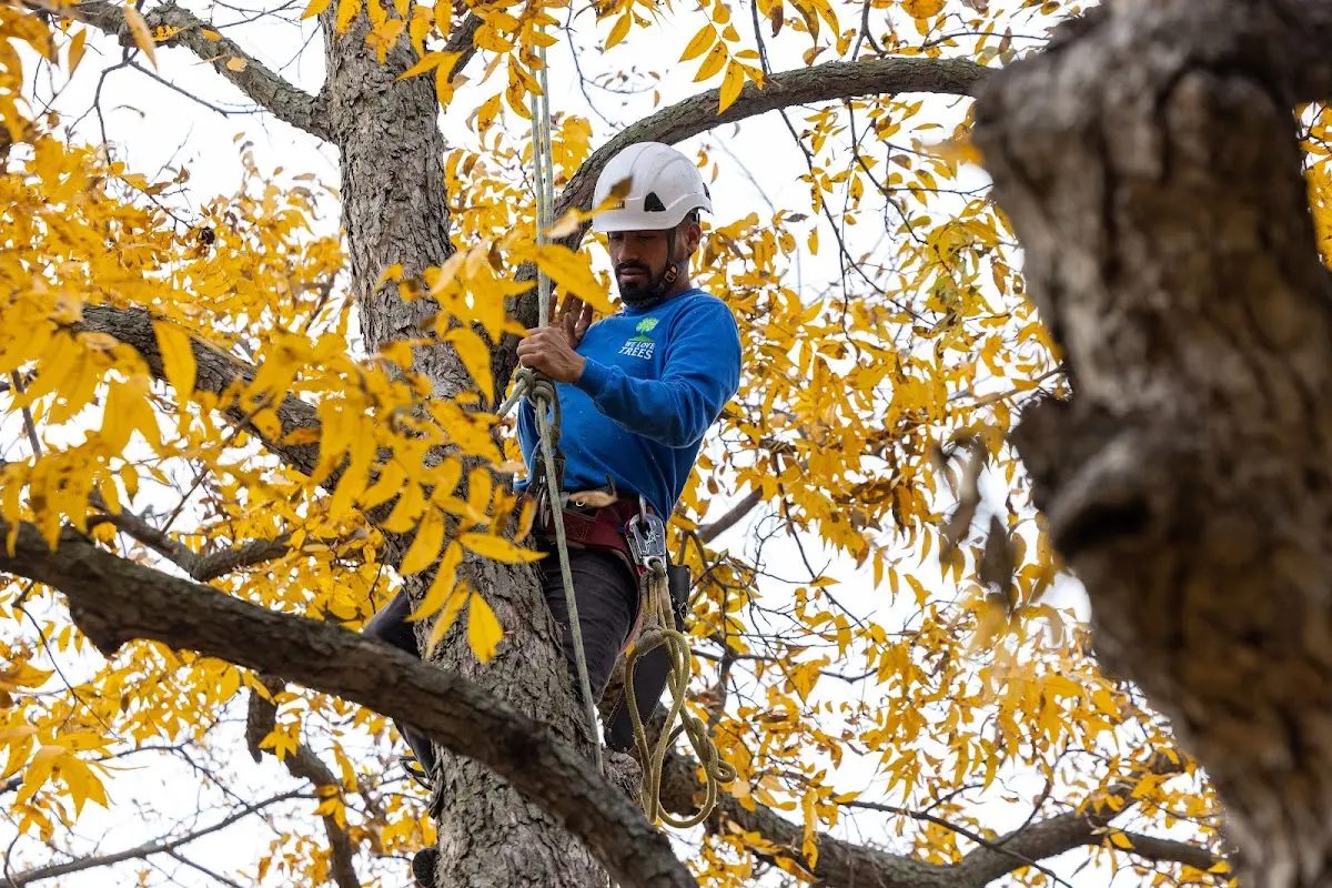 Skilled Tree Trimming crew working in Eminence