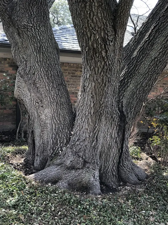 Mature heritage tree close to a Eminence property cared for by certified arborists
